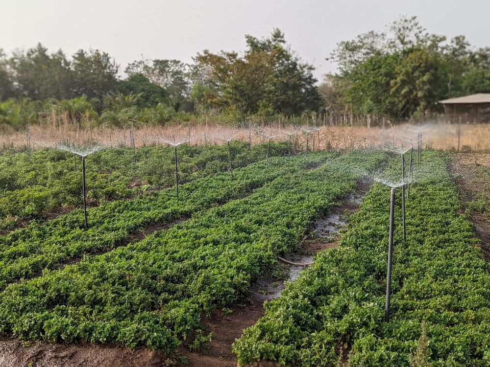 Förderung Landwirtschaft Togo