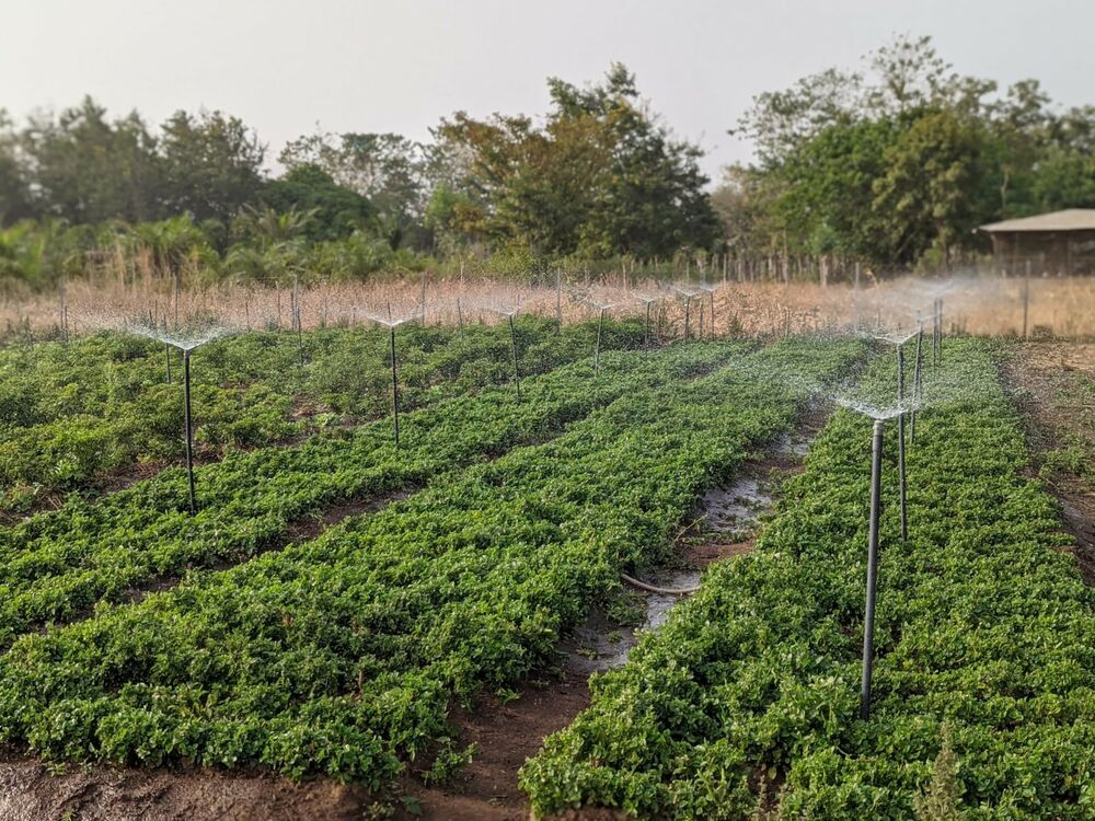 Förderung Landwirtschaft Togo
